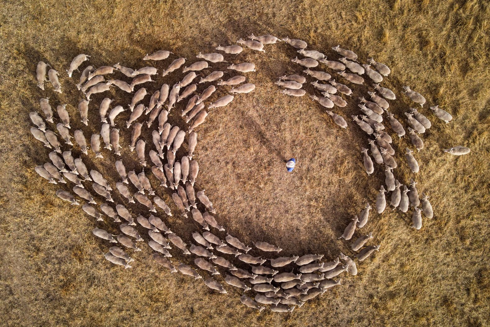 Australian farmer Ian Gardiner is surrounded by sheep as he directs his dogs to move them on his property on the outskirts of Gunnedah, Australia, on Thursday, November 13.