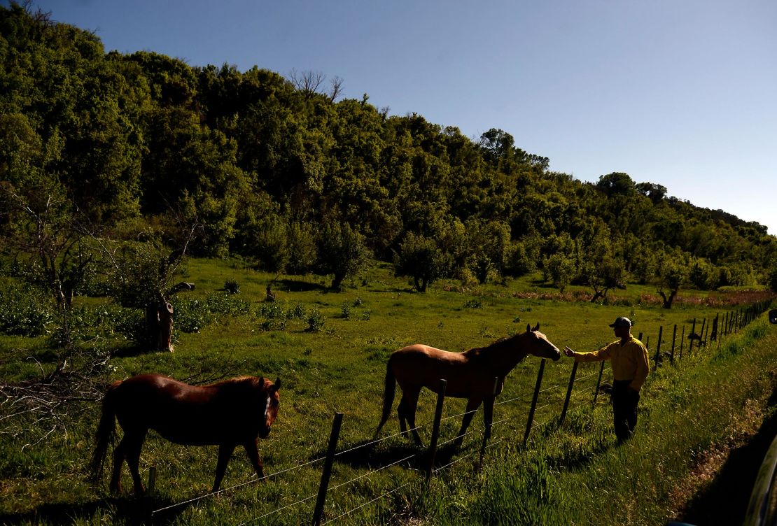 A Bureau of Land Management employee pets a horse in Mesa County, Colorado, on June 1, 2014.