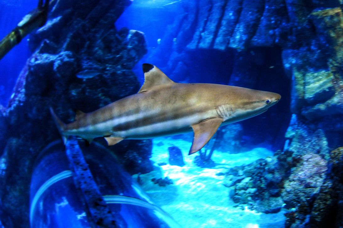 A blacktip reef shark at Sea Life Oberhausen, a German aquarium.
