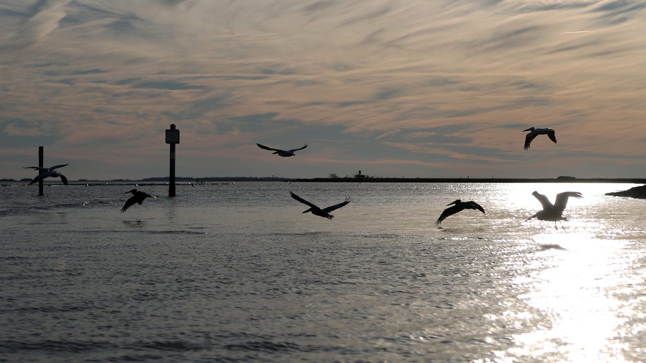 A group of pelicans flies low across the water as the sun sets near Tybee Island, Georgia, on January 10. 