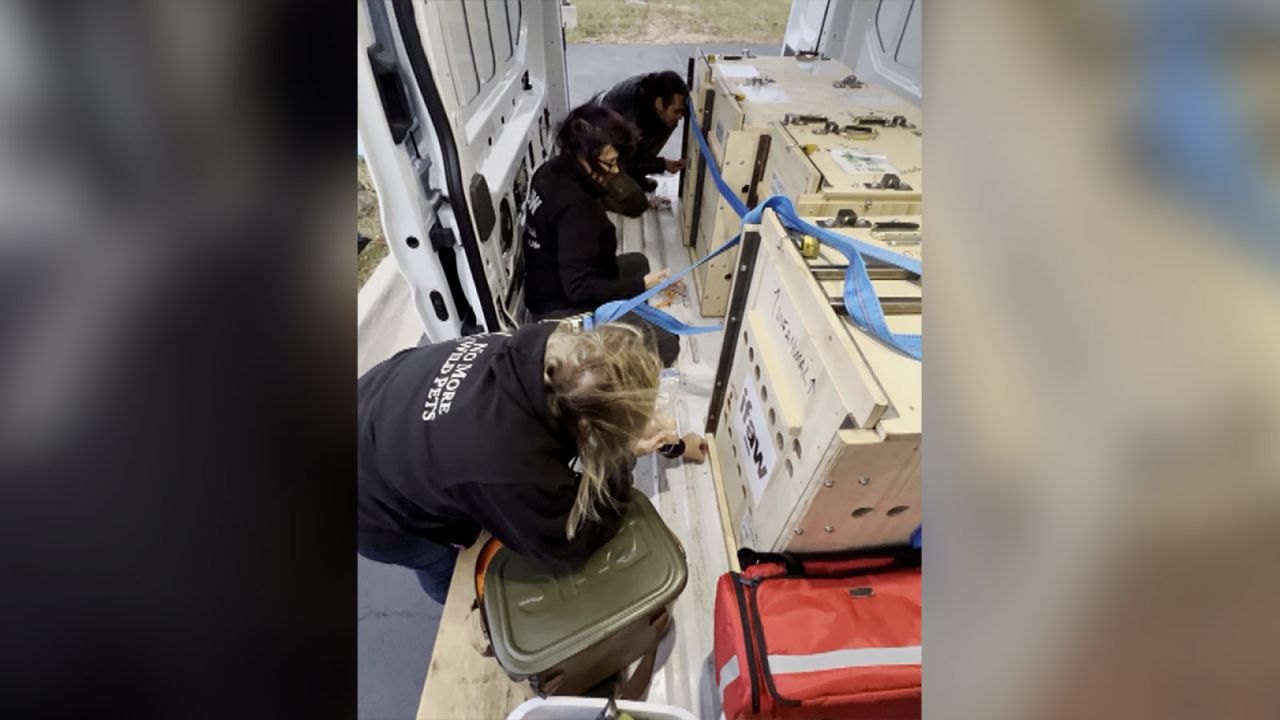 Four lion cubs were rescued from Ukraine and brought to a sanctuary in Minnesota.?