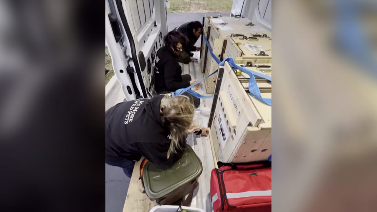 Four lion cubs were rescued from Ukraine and brought to a sanctuary in Minnesota. 