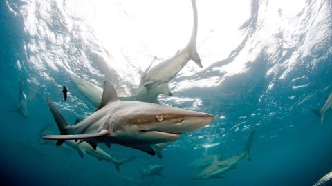 C6WA73 Black tip shark