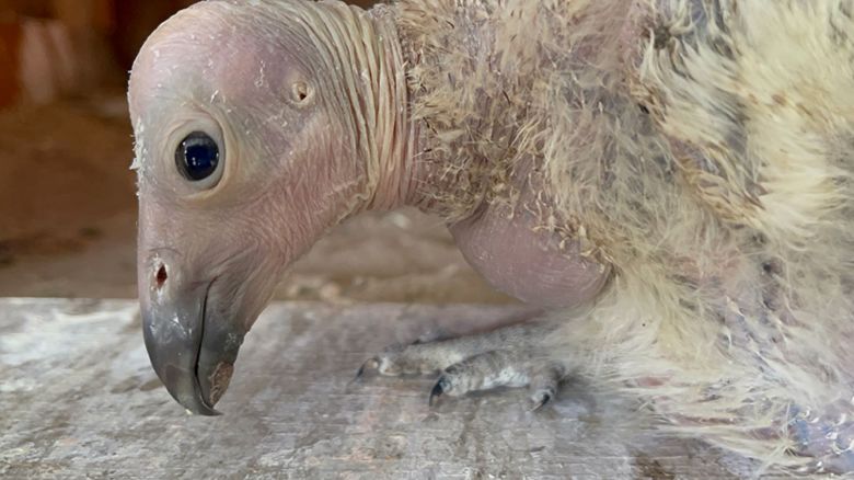 The Los Angeles Zoo is capping off its 2024 California condor breeding season with a record-breaking 17 chicks hatched.