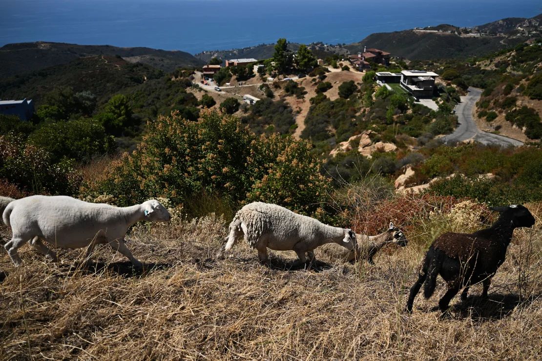 Las cabras y ovejas de Shepherdess Land and Livestock Company comen maleza y pasto seco como parte de un esfuerzo para prevenir incendios forestales sobre las casas en las montañas de Santa Mónica de Topanga, California, el 20 de agosto.