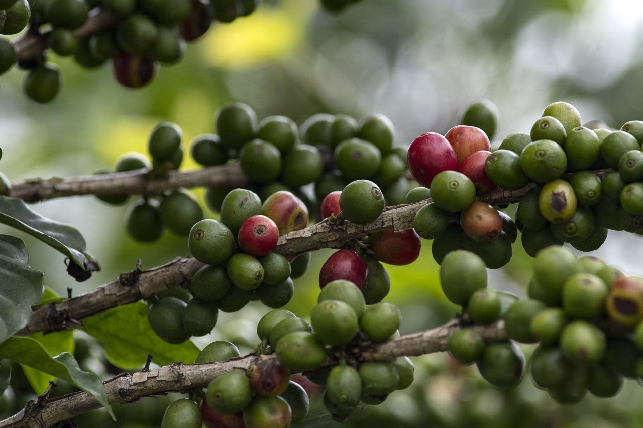 Granos de café en una plantación de café en Tarrazú, provincia de San José, Costa Rica, el 18 de octubre de 2024.