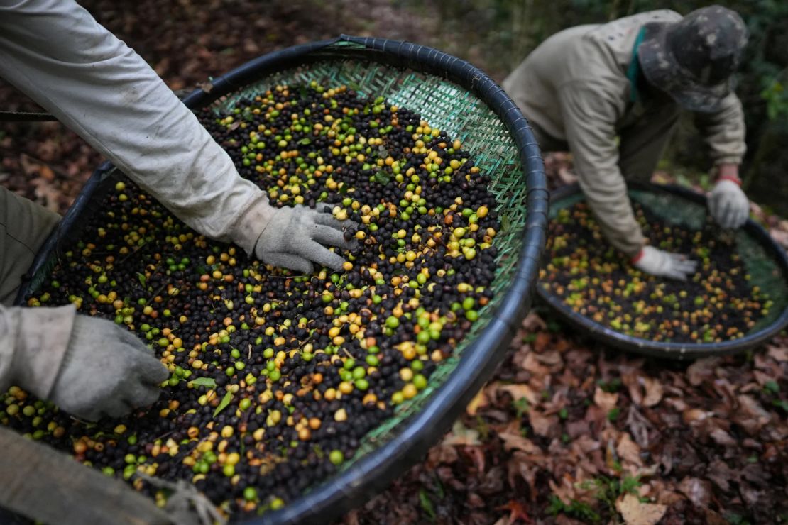 Jonas Alves, de 25 años, y Carlos Santos, de 58, recolectan hojas y ramitas de cerezas de café recién cosechadas en la finca cafetalera Camocim, en Pedra Azul, Brasil, el 24 de septiembre de 2025.