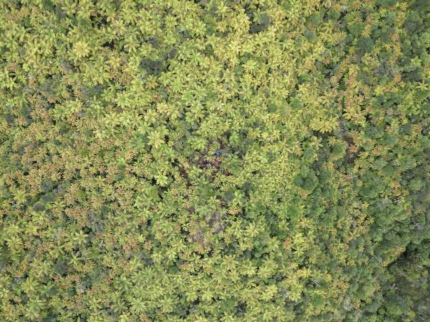 Aerial photos of a campsite east of Marokopa show how Phillips lived in dense bushland, evading police investigation, for about four years.