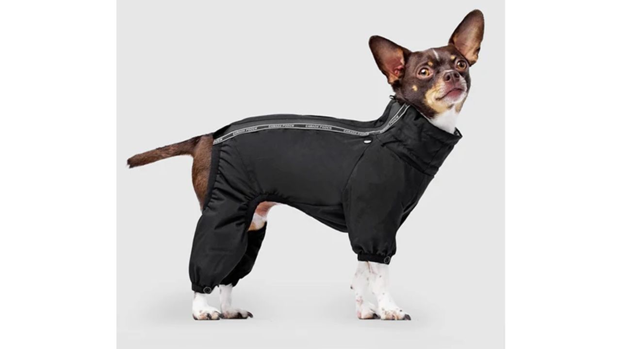 17 best winter coats and jackets for dogs in 2023