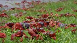 cangrejo portada.jpg