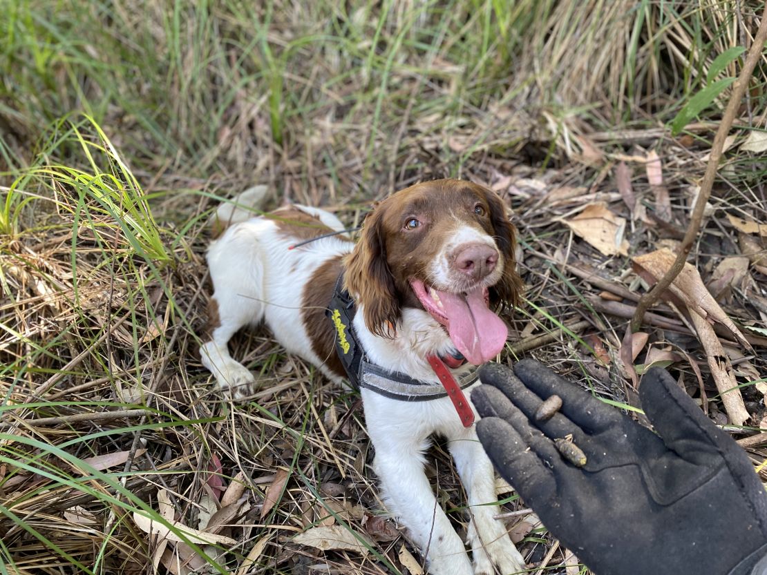 Max, the English Springer Spaniel, with koala scat in a photo taken in August 2022.