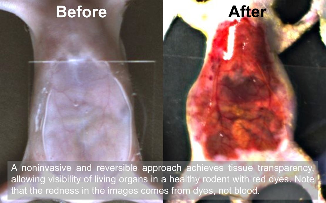 Before and after images show how dye allows researchers to see organs of a mouse by making its skin temporarily transparent.