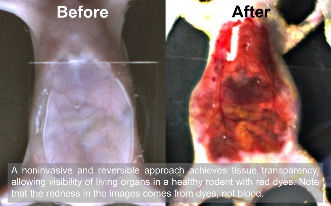 https://www.science.org/content/article/slathering-mice-common-food-dye-turns-their-skin-transparent