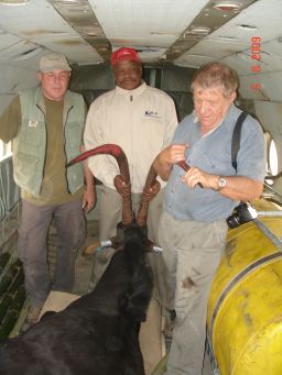 Pictured here in 2009, the first giant sable bull found in Luando is transported via helicopter to Cangandala to help repopulate the species.