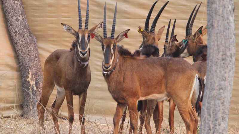 Бележка на редактора Call to Earth е редакторска поредица от