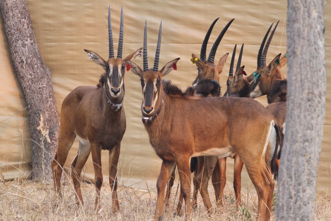 A heard of female giant sable antelopes, pictured here in Cangandala National Park, wear GPS collars to monitor their whereabouts.