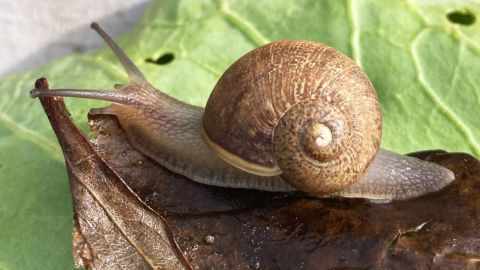 La concha de Ned gira hacia la izquierda, mientras que casi todos los demás caracoles la tienen hacia la derecha.