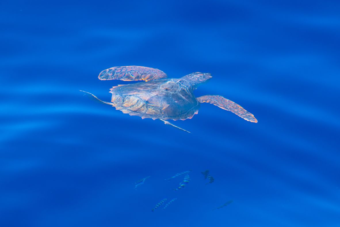 جریان‌های قوی آن بسیاری از موجودات دریایی، از جمله لاک‌پشت سرخرگ‌دار، که در سطح مشاهده می‌شوند، جذب می‌کند.