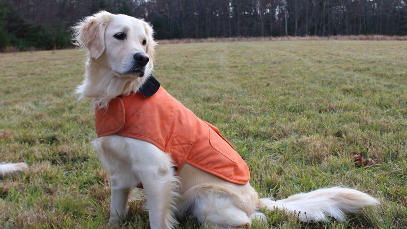 Dog coat that outlet covers belly and legs