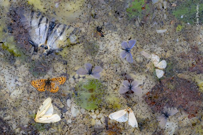 Carlo D’Aurizio took this photo of a collage of dead butterflies and moths in a stream in Italy.