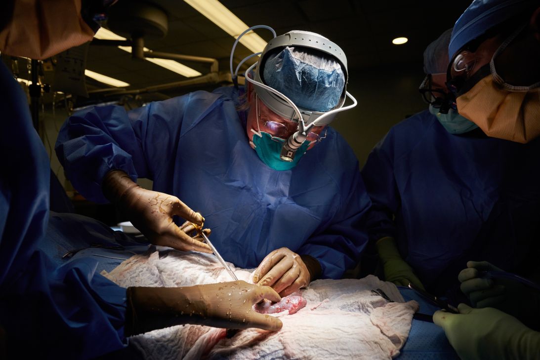 Dr. Robert Montgomery performs the first xenotransplantation of a genetically engineered nonhuman kidney into a human at NYU Langone Health.