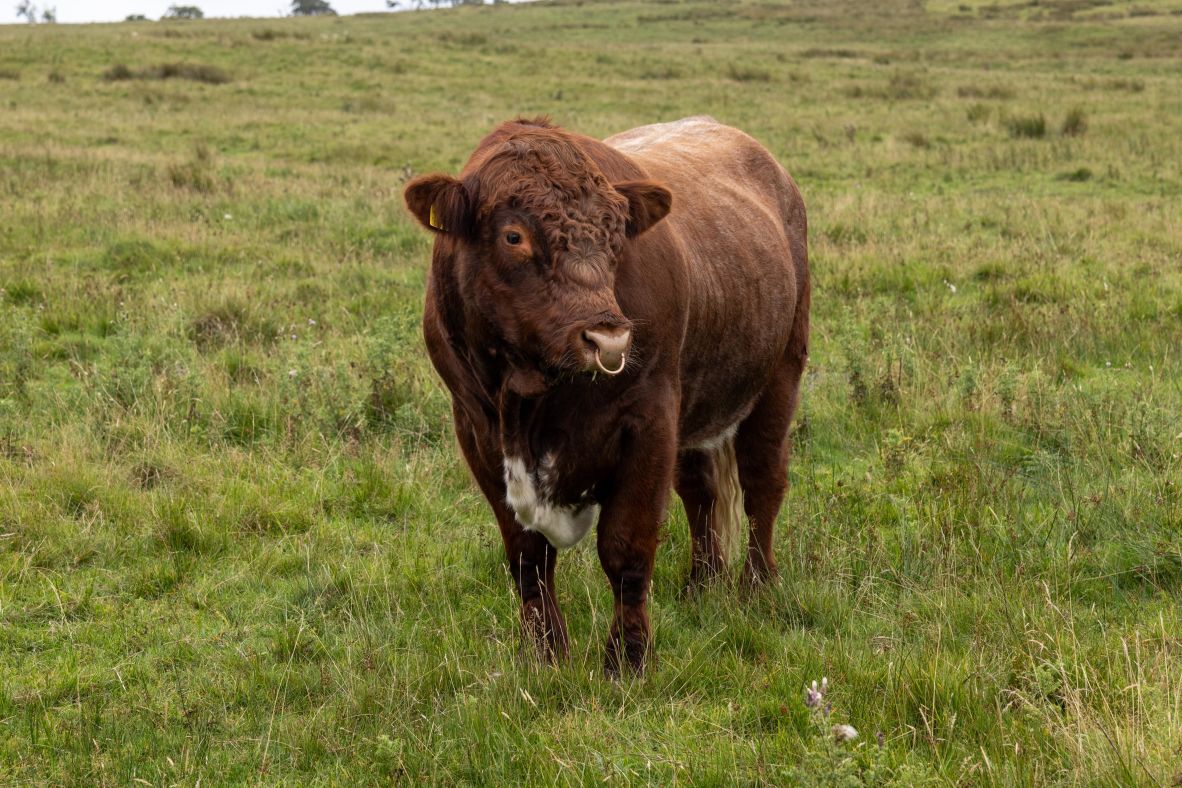 If the sale is successful, the Wildlife Trusts will look to introduce other wildlife, such as rare-breed cattle, beavers, and European bison. Pictured here, a luing bull, which has been introduced to the Simonside Hills, part of the estate that the charity has already purchased.