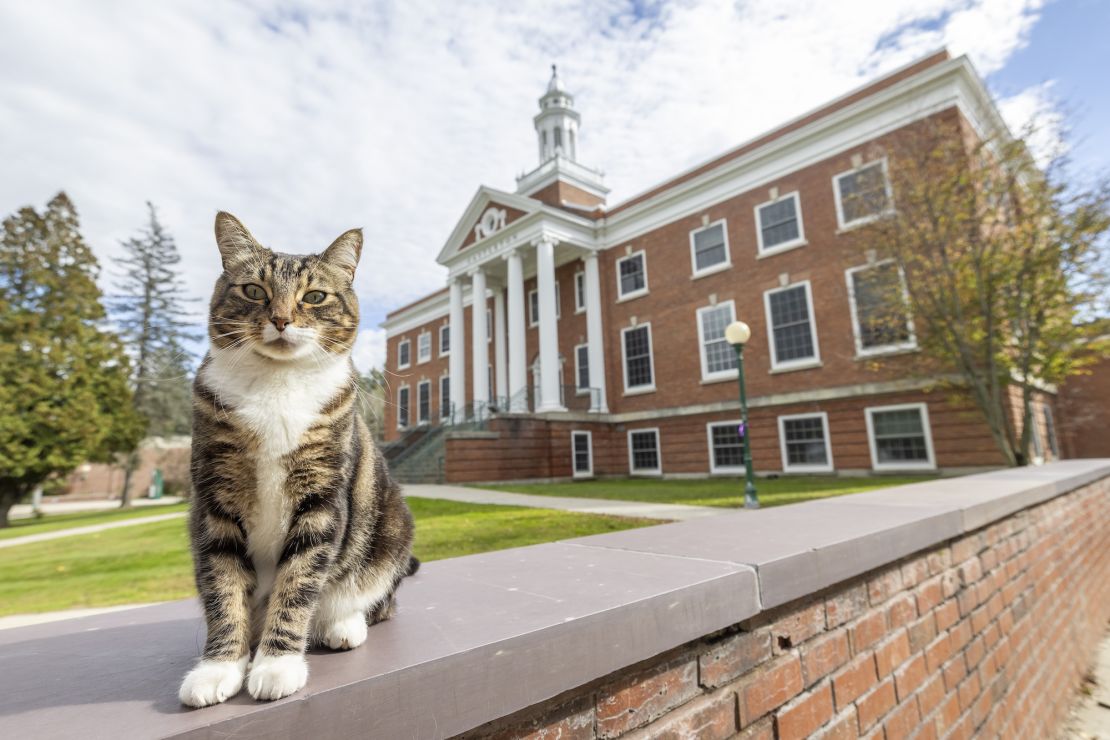 Max the cat at Vermont State University in Castleton.