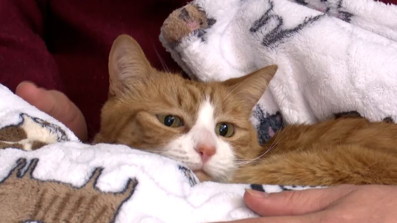 Video: Cat survives three weeks trapped in sofa during cross-country move