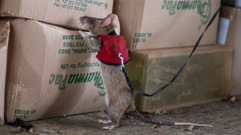 Rats: The Key to Tackling Wildlife Trafficking in Africa