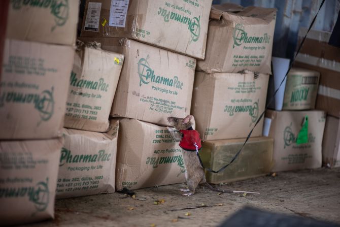 How giant rodents could rat on wildlife traffickers