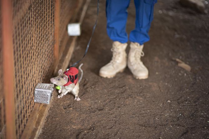 APOPO says that the next stages in scaling up its illegal wildlife detection program will involve further field trials, testing the rats on a wider range of wildlife products and refining deployment strategies.