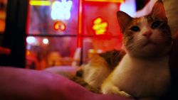 cat deleters thumb.jpg