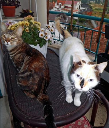 <strong>Pet central:</strong> Wilson and Bjork adopted two rescue cats, Rainha Doce Florabela de Portugal and Rainha Joia Fofa Maria da Silva, through non-profit organization The Kitten Connection.