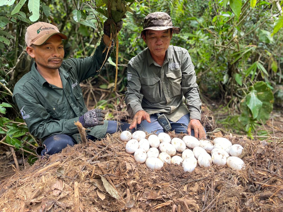 Two members of Fauna & Flora's crocodile conservation team with a number of Siamese crocodile eggs.