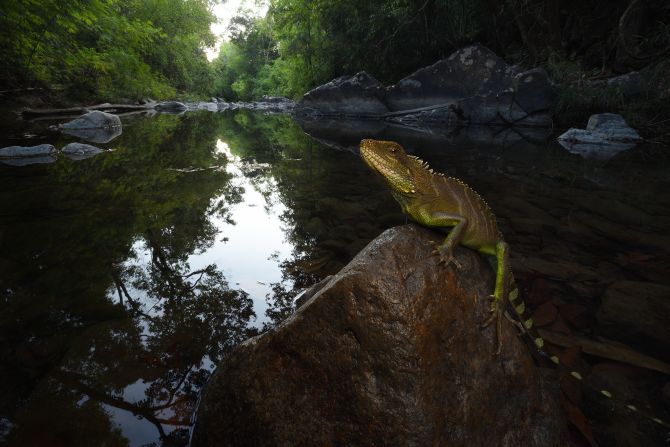 Rare species discovered deep within Cambodian mountains | CNN