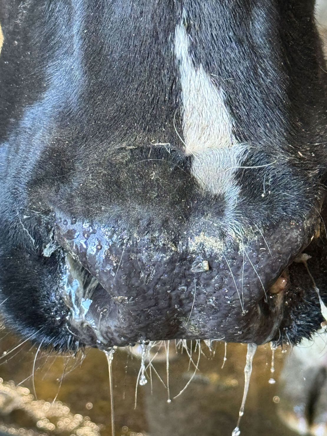 Deze foto's van loopneuzen werden gemaakt door dierenartsen die op boerderijen met uitbraken werkten.