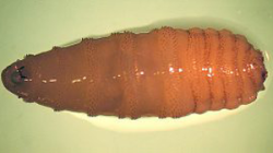 New World "flesh-eating" screwworm