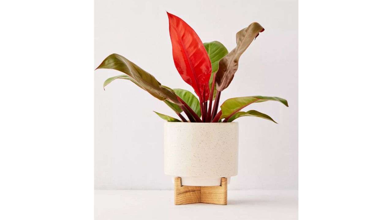 Cecily 6” Planter + Stand