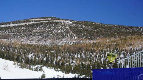 Pine trees on slopes