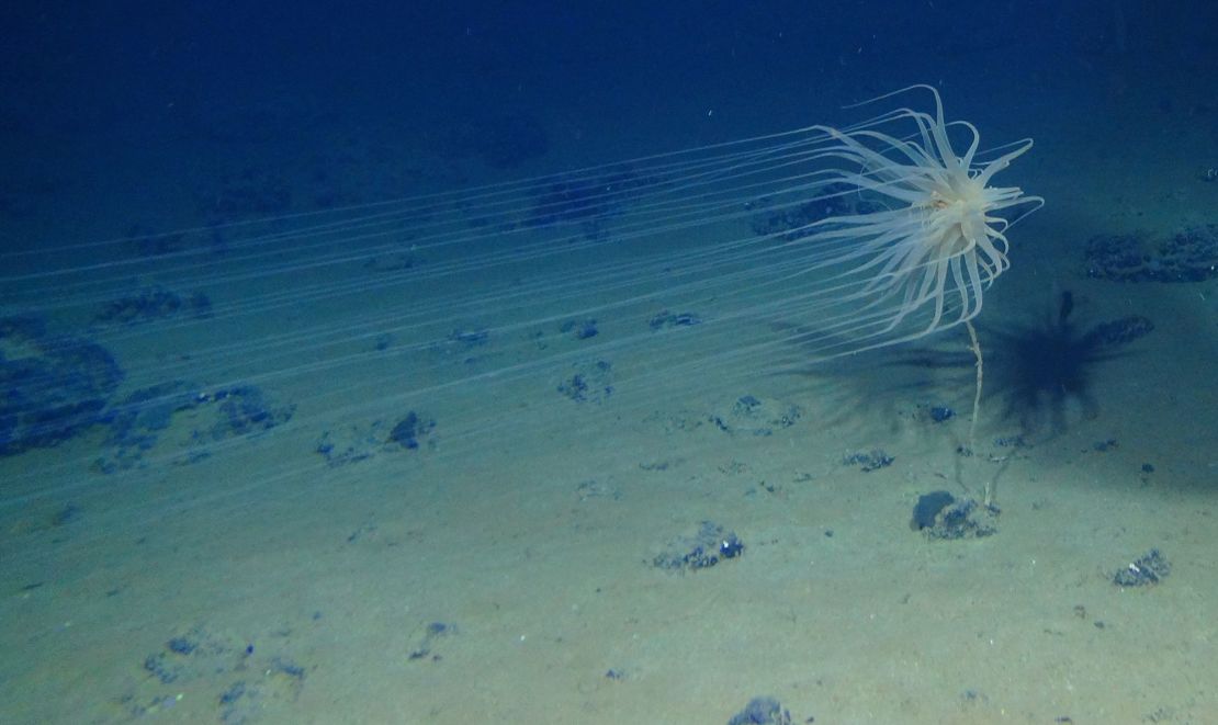 The newly discovered species Relicanthus sp.  lives in sponge stalks attached to polymetallic nodules found on the seabed.