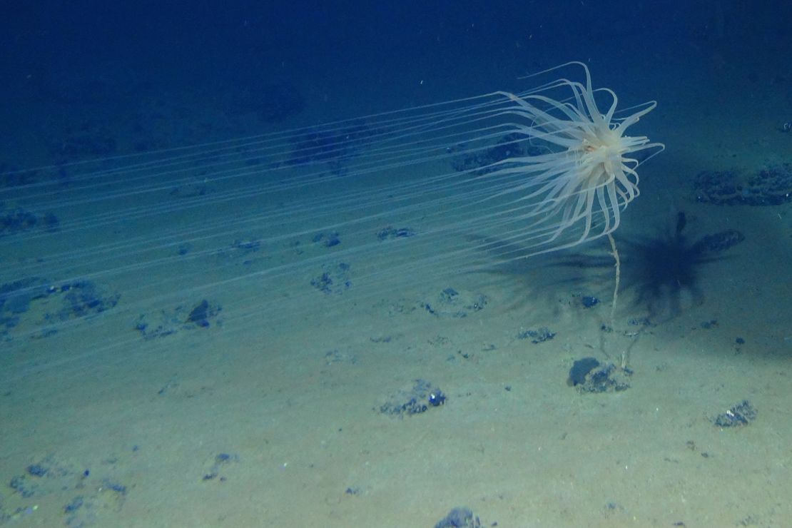 Relicanthus sp. is a newfound species collected at 4,100 meters (13,450 feet) in the Clarion-Clipperton Zone. It lives on sponge stalks attached to polymetallic nodules that are of interest to the mining industry.