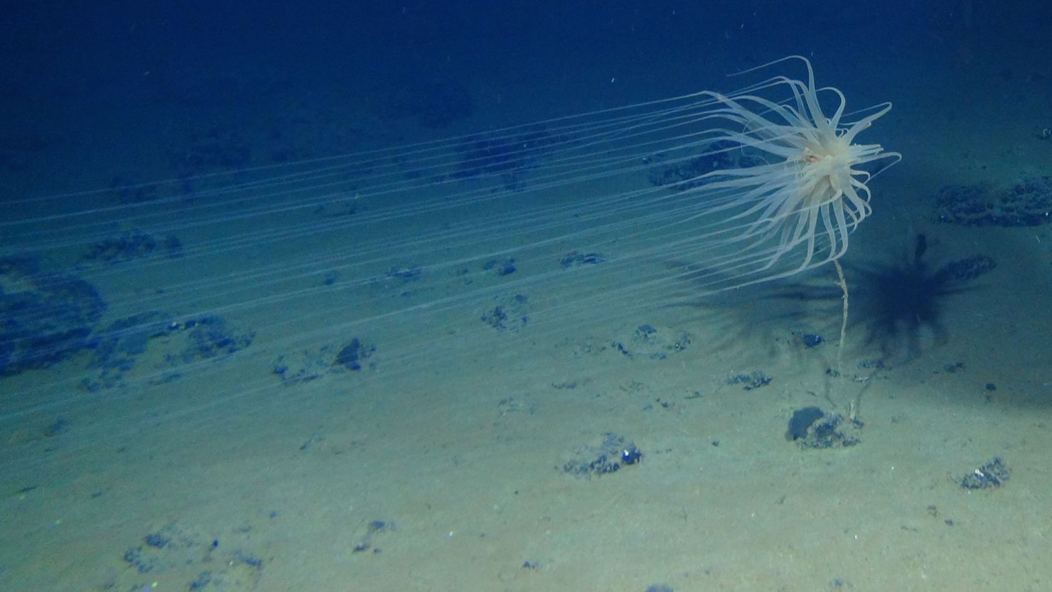 Relicanthus sp. is a newfound species collected at 4,100 meters (13,450 feet) in the Clarion-Clipperton Zone. It lives on sponge stalks attached to polymetallic nodules that are of interest to the mining industry.