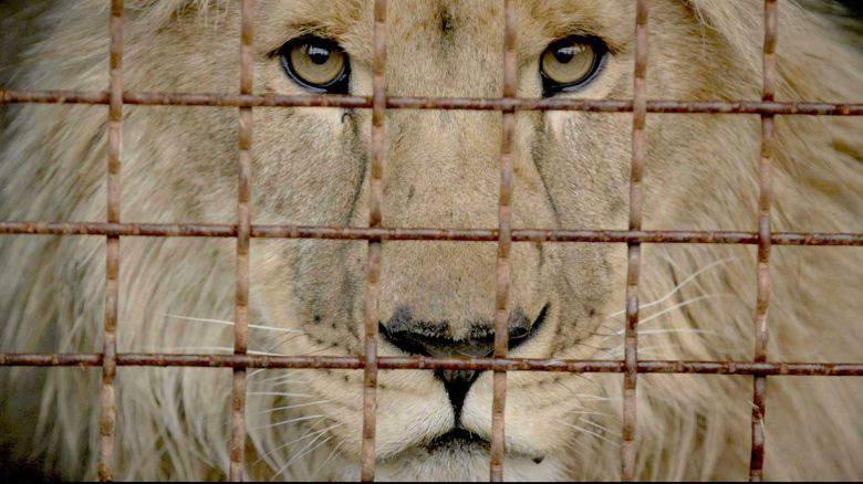 Simba the lion, one of the animals still living at Ecopark Feldman,<br />waits for rescue behind the bars of his enclosure.