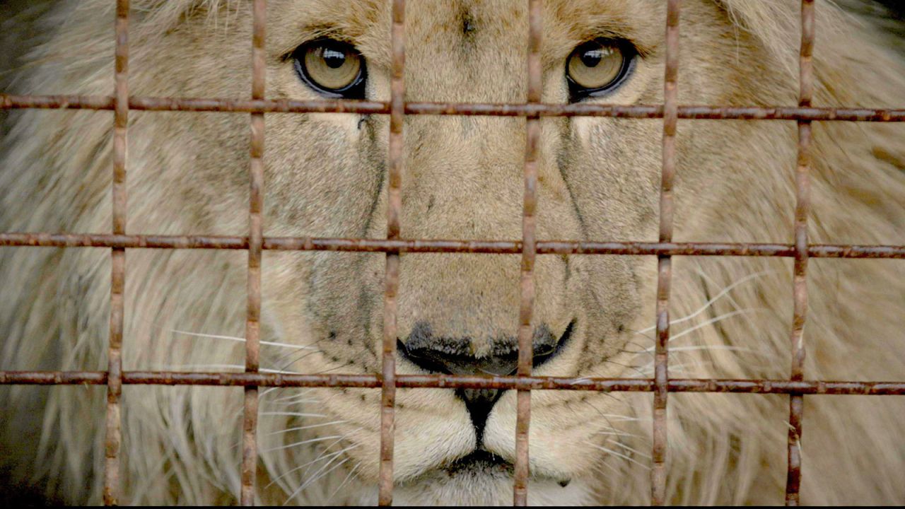 Simba the lion, one of the animals still living at Ecopark Feldman,<br />waits for rescue behind the bars of his enclosure.