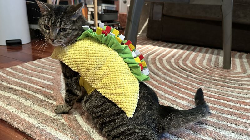 Taco cat outfit hotsell