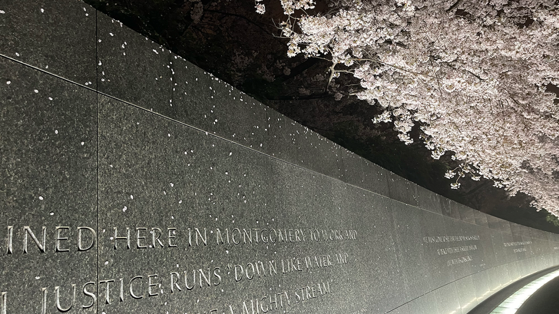 Cherry blossoms at the MLK Memorial in Washington DC