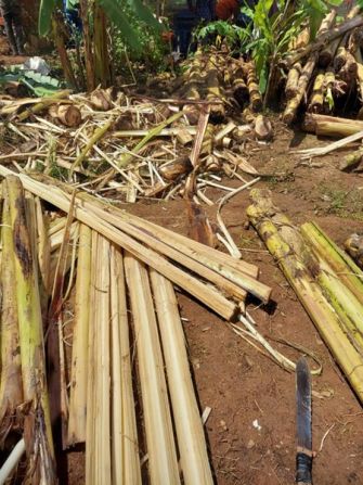 Uganda is the world’s second-biggest banana producer, but cultivation leaves behind a large amount of waste stems. To produce the hair extensions, banana stems are first split into smaller pieces (pictured).