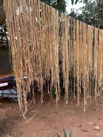 The fibers are then dried and treated. Once processed, the banana stems have the appearance, texture and consistency of human hair.