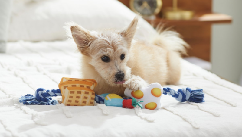 Spoil your pets with up to 50% off toys, treats and more at Chewy | CNN Underscored