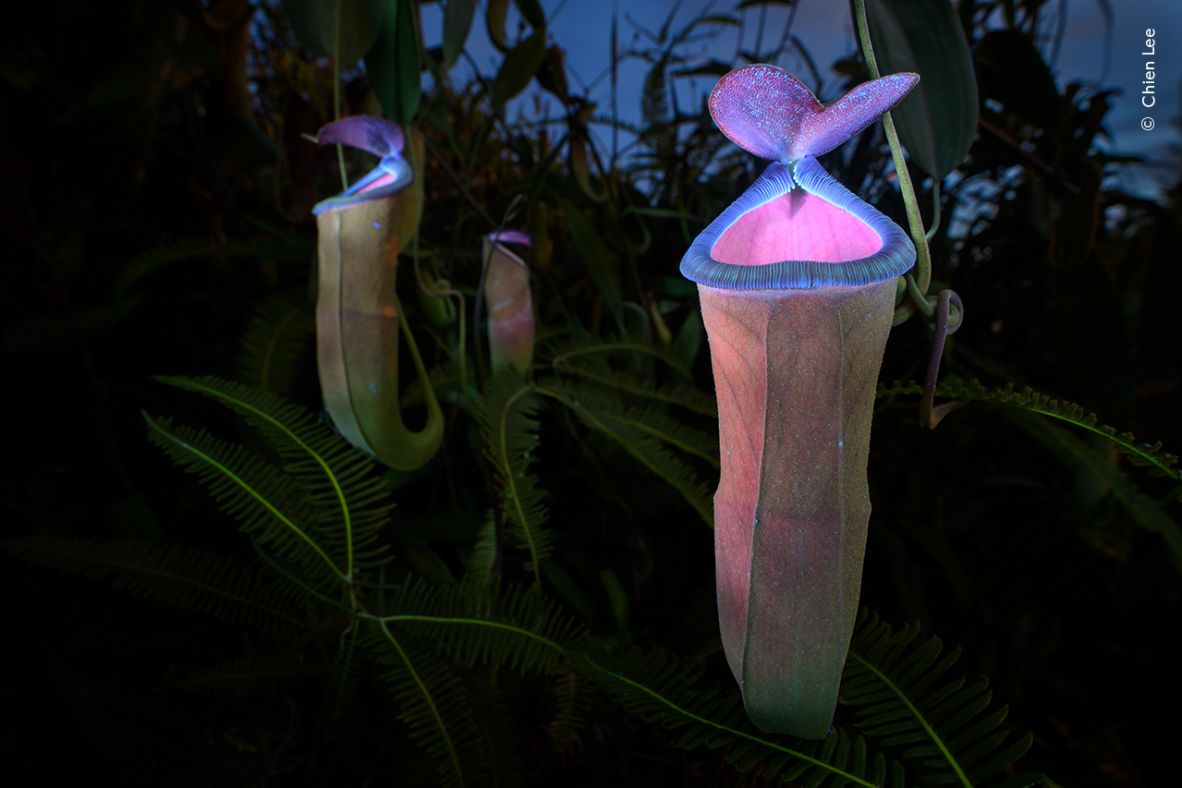 Chien Lee used a UV torch to reveal the coloring of an insect-attracting pitcher plant in this image, which won the Plants and Fungi category.